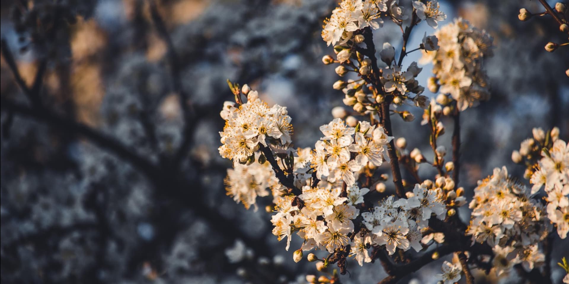 Cover photo